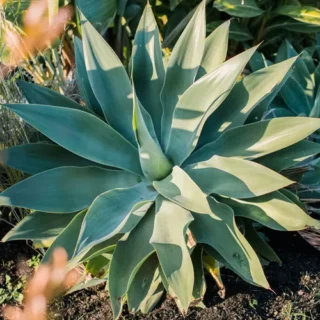 Agave Plant (اگیو)