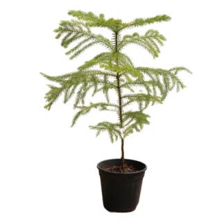 Araucaria Heterophylla 14inch Plant