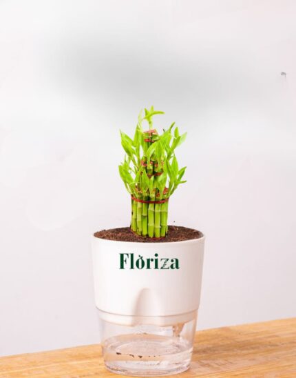 3 Step Lucky Bamboo With Self Watering Pot