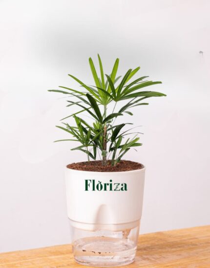 Ladyfinger Palm with Self Watering pot