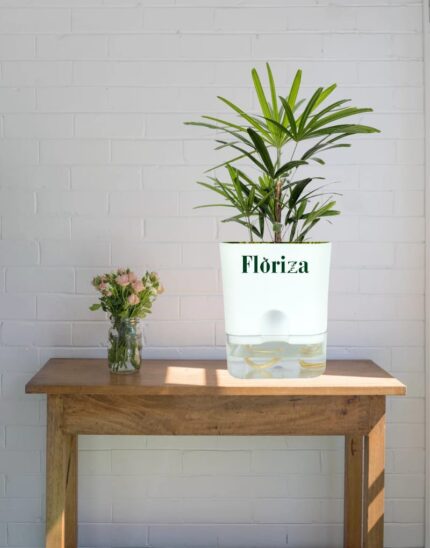 Ladyfinger palm with Self Watering pot