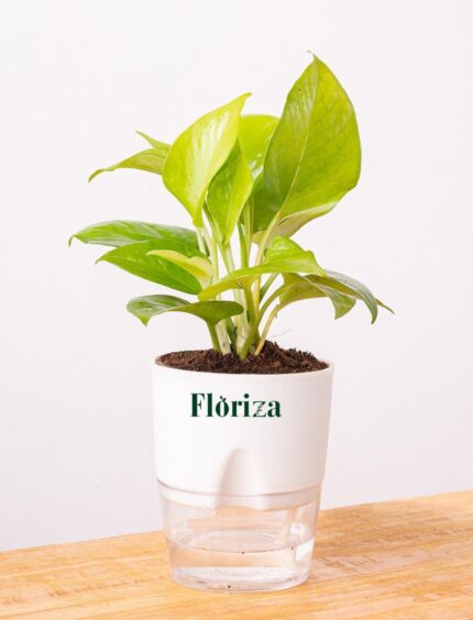 Money Plant with Self Watering Pot