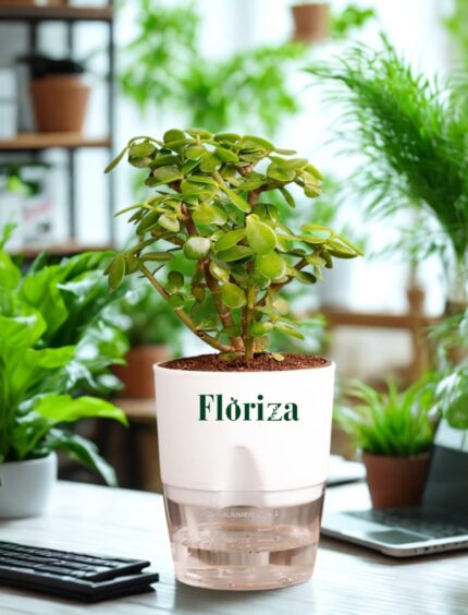 Jade Plant With Self Watering Pot