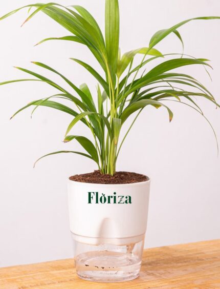Golden Areca Palm With Self Watering Pot