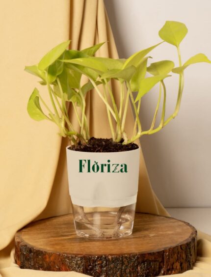 Golden Pothos(Golden Moneyplant) With Self Watering Pot