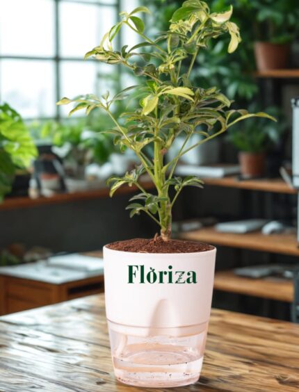 Variegated Schefflera With Self Watering Pot