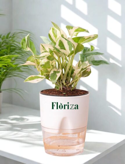 N'Joy Pothos(White Money Plant) with Self Watering Pot