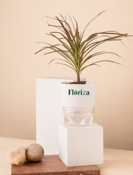 Black Dracaena With Self Watering Pot