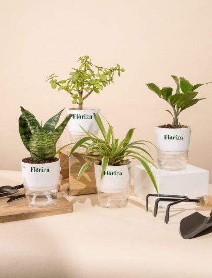 Deals of 4( Dwarf Snake, Spider Plant, Zz Plant, Jade) With Self Watering Pot