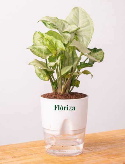 Butterfly Syngonium With Self Watering Pot