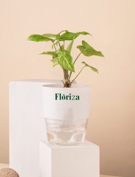 Syngonium With Self Watering Pot