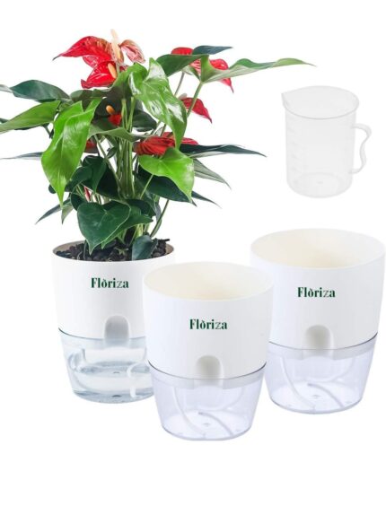 Deal of 3( Anthurium lipstick with 2 Self Watering pot)