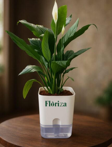 Peace lily With Self Watering pot
