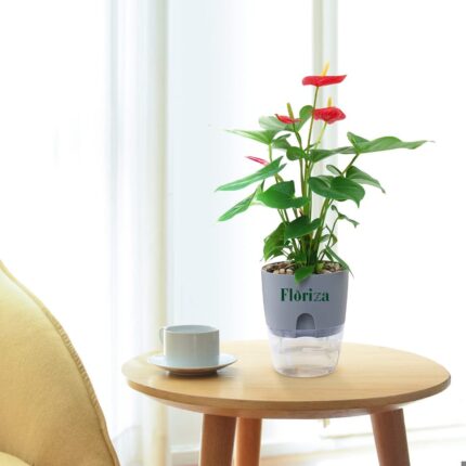 Anthurium with Self watering pot