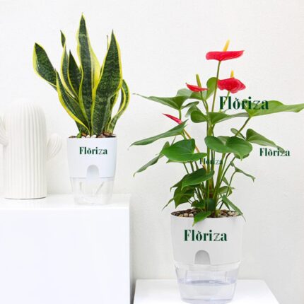 Deals of 2(Anthurium Lipstick & Yellow Snake plant)