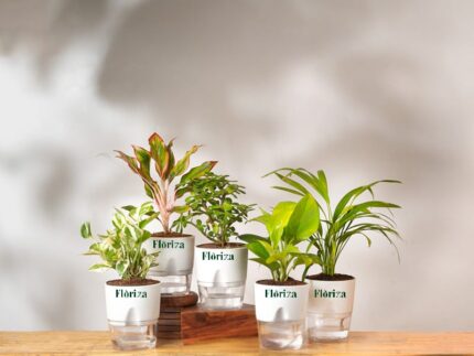 Deal of 5( Aglonema lipstick, N'Joy Pothos, Jade, Areca Palm, Money Plant)