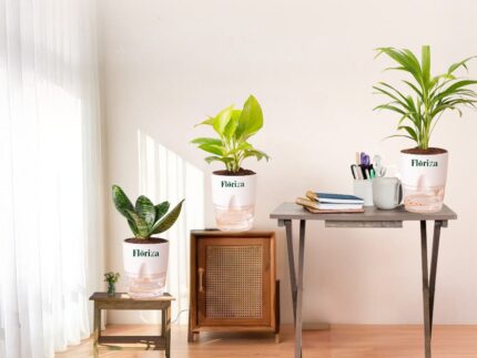 Deal of 3(Dwarf Snake, Money Plant, Areca Palm) with self watering pot